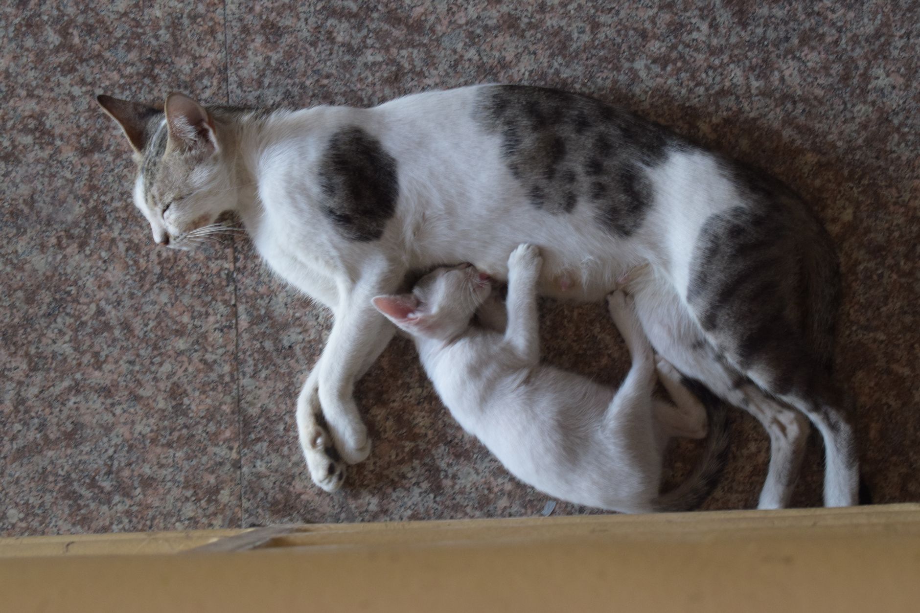 cat care